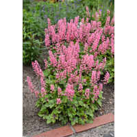 Żuraweczka 'Pink Revolution' | Heucherella