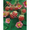 Truskawka ananasowa 'Lipstick' Fragaria ananasa