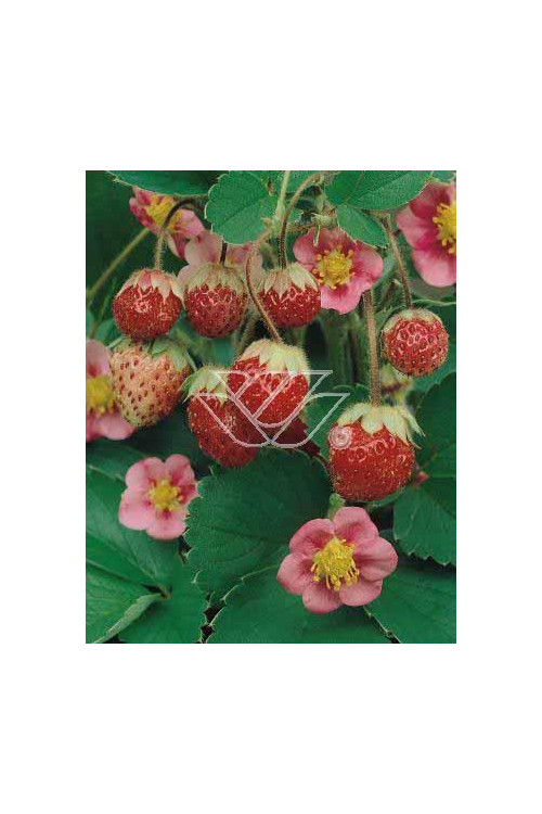Truskawka ananasowa 'Lipstick' Fragaria ananasa