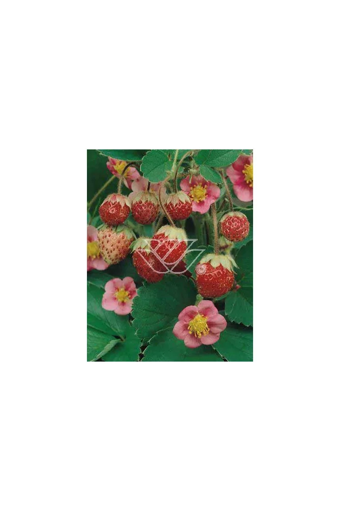 Truskawka ananasowa 'Lipstick' Fragaria ananasa