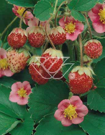 Truskawka ananasowa 'Lipstick' Fragaria ananasa