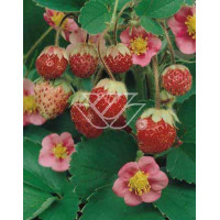 Truskawka ananasowa 'Lipstick' Fragaria ananasa