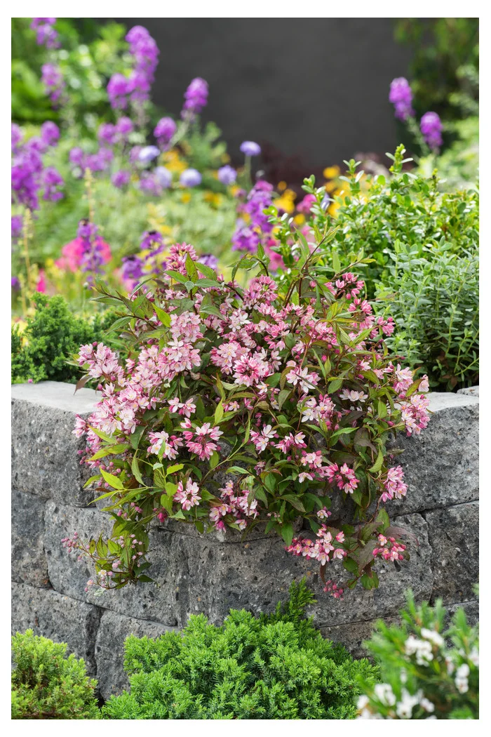 Żylistek 'Yuki Cherry Blossom' | Deutzia
