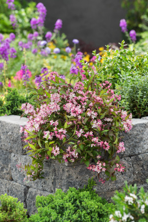 Żylistek 'Yuki Cherry Blossom' | Deutzia