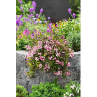 Żylistek 'Yuki Cherry Blossom' | Deutzia