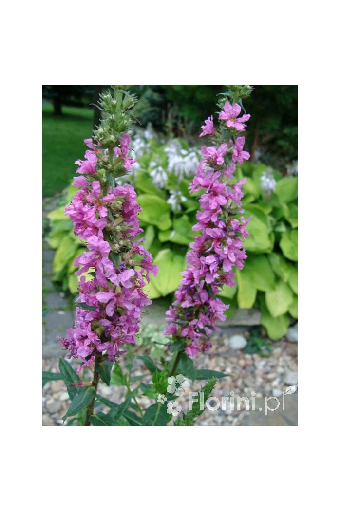 Krwawnica pospolita | Lythrum salicaria