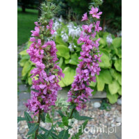 Krwawnica pospolita | Lythrum salicaria