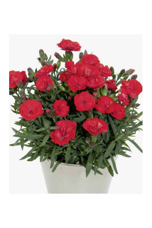 Goździk ogrodowy 'Cherry' Dianthus caryophyllus