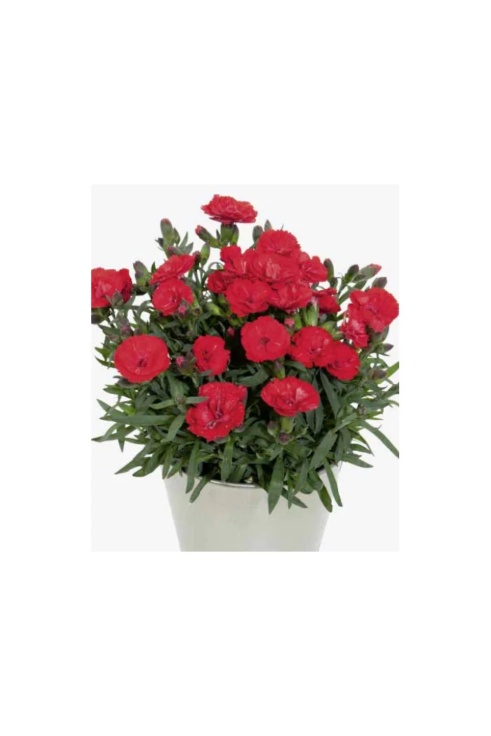 Goździk ogrodowy 'Cherry' Dianthus caryophyllus