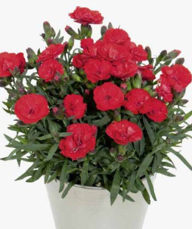 Goździk ogrodowy 'Cherry' Dianthus caryophyllus