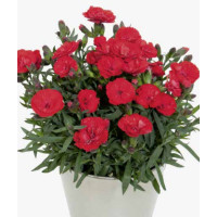 Goździk ogrodowy 'Cherry' Dianthus caryophyllus