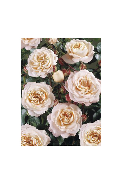 Róża 'Carcassonne Castle' (rabatowa) Rosa