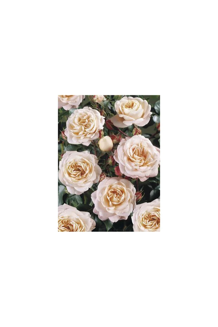 Róża 'Carcassonne Castle' (rabatowa) Rosa