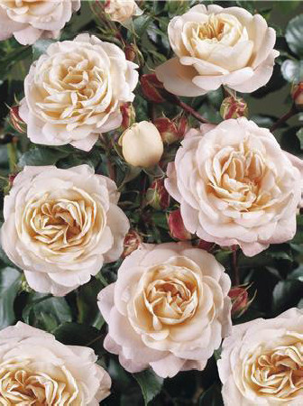 Róża 'Carcassonne Castle' (rabatowa) Rosa