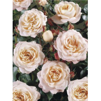 Róża 'Carcassonne Castle' (rabatowa) Rosa