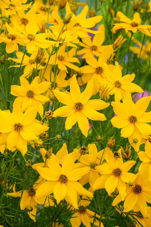 Nachyłek okółkowy 'Zagreb' | Coreopsis verticillata