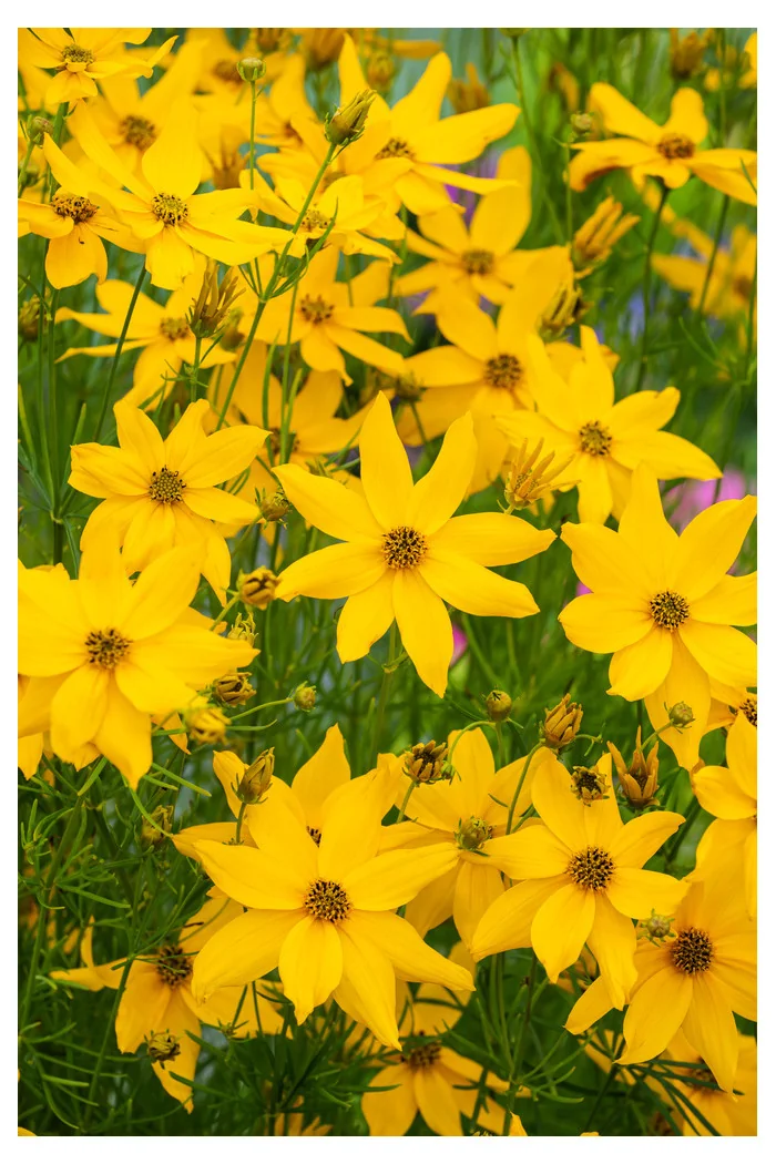 Nachyłek okółkowy 'Zagreb' | Coreopsis verticillata