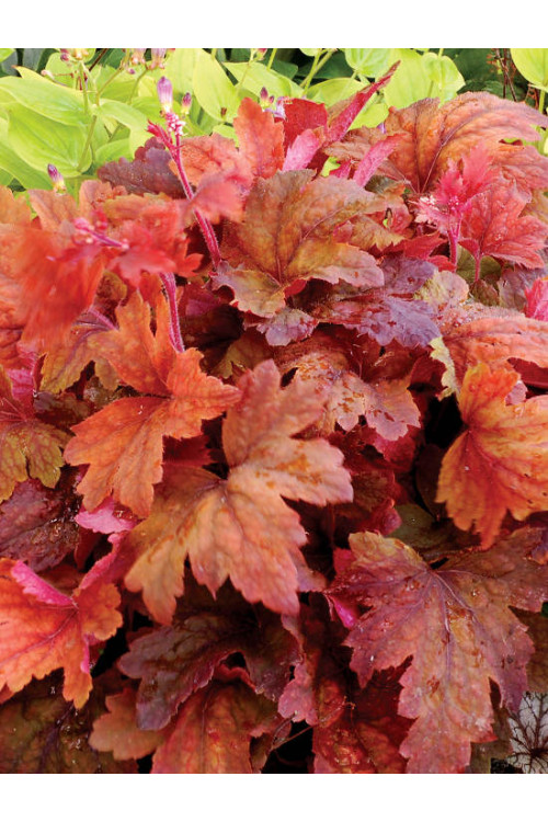 Żuraweczka 'Sweet Tea' | Heucherella