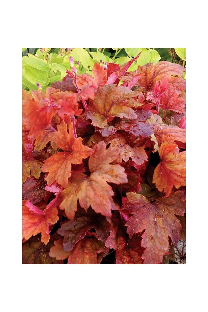 Żuraweczka 'Sweet Tea' | Heucherella