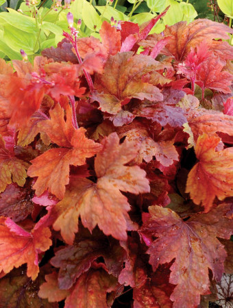 Żuraweczka 'Sweet Tea' | Heucherella