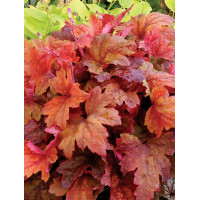 Żuraweczka 'Sweet Tea' | Heucherella