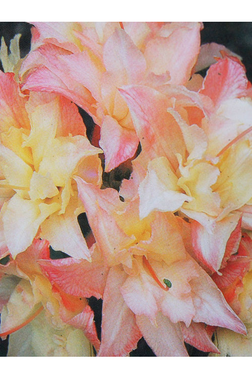 Azalia wielkokwiatowa 'Cannon's Double' Rhododendron