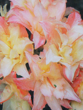 Azalia wielkokwiatowa 'Cannon's Double' Rhododendron