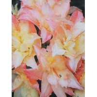 Azalia wielkokwiatowa 'Cannon's Double' Rhododendron