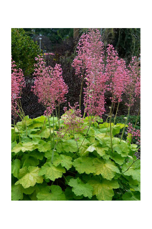 Żurawka 'Pretty Pistachio' | Heuchera