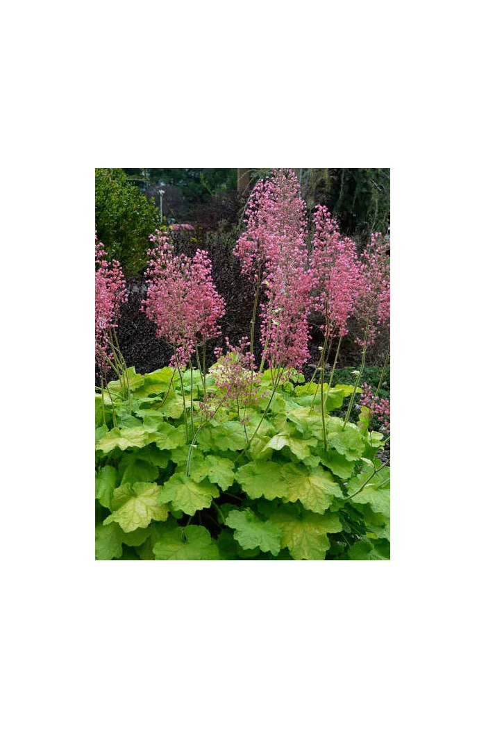 Żurawka 'Pretty Pistachio' | Heuchera