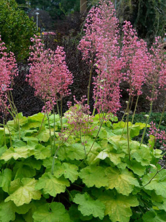 Żurawka 'Pretty Pistachio' | Heuchera