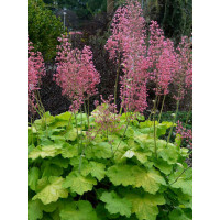 Żurawka 'Pretty Pistachio' | Heuchera