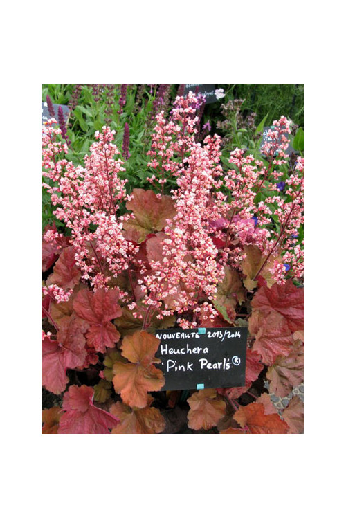 Żurawka 'Pink Pearls' Heuchera