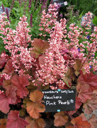 Żurawka 'Pink Pearls' Heuchera