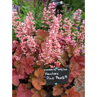 Żurawka 'Pink Pearls' Heuchera