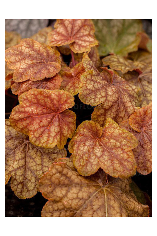 Żurawka 'World Cafe Arabica' | Heuchera
