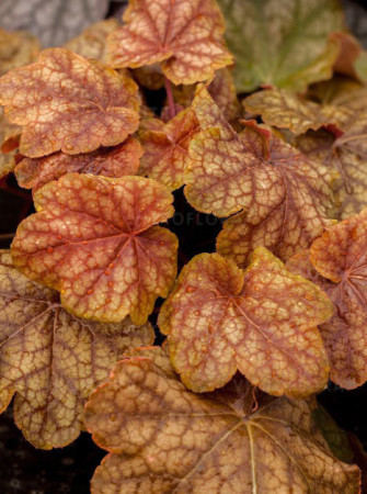 Żurawka 'World Cafe Arabica' | Heuchera