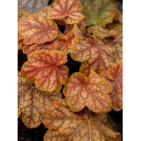 Żurawka 'World Cafe Arabica' | Heuchera