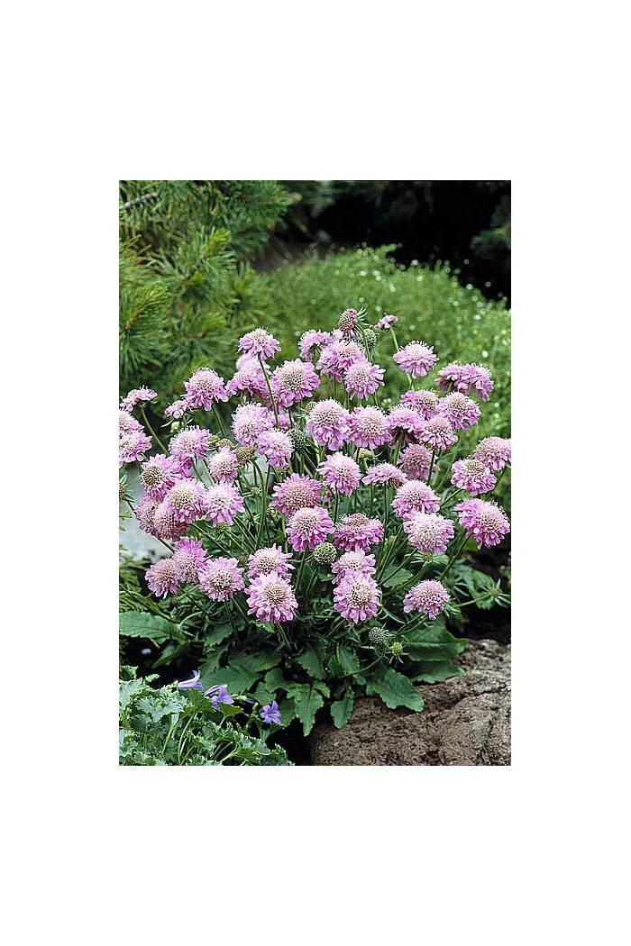 Driakiew japońska 'Pink Diamonds' | Scabiosa japonica