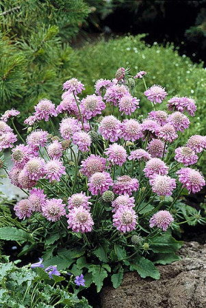 Driakiew japońska 'Pink Diamonds' | Scabiosa japonica