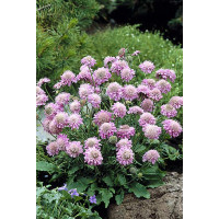 Driakiew japońska 'Pink Diamonds' | Scabiosa japonica