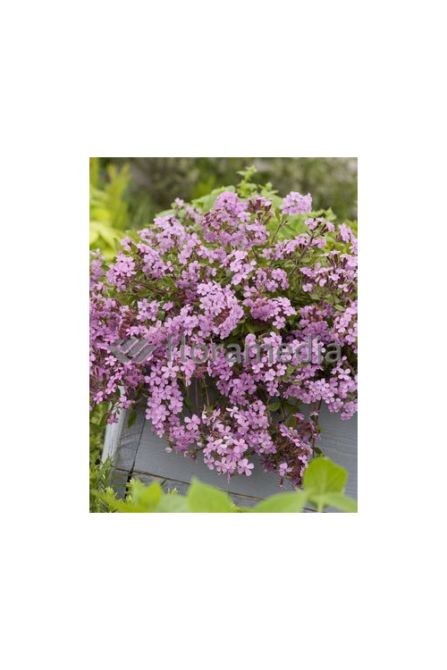 Mydlnica bazyliowata Saponaria ocymoides