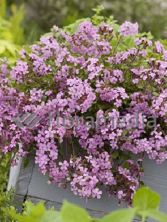 Mydlnica bazyliowata Saponaria ocymoides