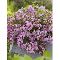 Mydlnica bazyliowata Saponaria ocymoides