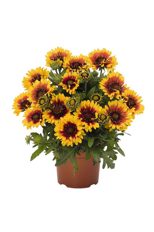 Gailardia 'SpinTop Red Starburst' Gailardia