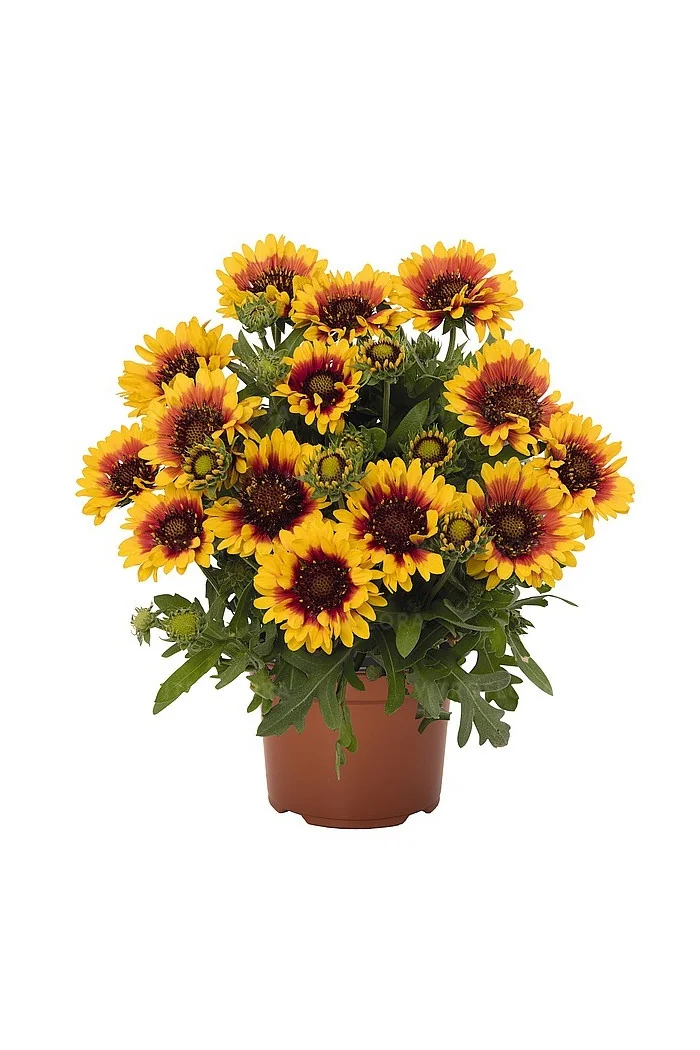 Gailardia 'SpinTop Red Starburst' Gailardia