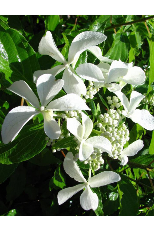 Hortensja wiechowata 'LE VASTERIVAL Great Star' | Hydrangea paniculata