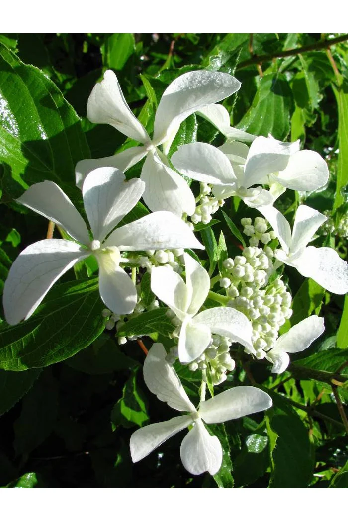 Hortensja wiechowata 'LE VASTERIVAL Great Star' | Hydrangea paniculata