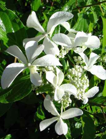 Hortensja wiechowata 'LE VASTERIVAL Great Star' | Hydrangea paniculata