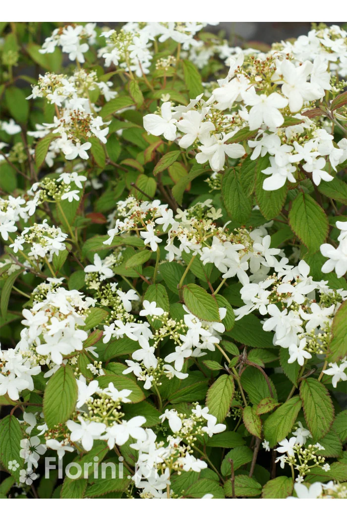 Kalina japońska 'Snowflake' Viburnum plicatum